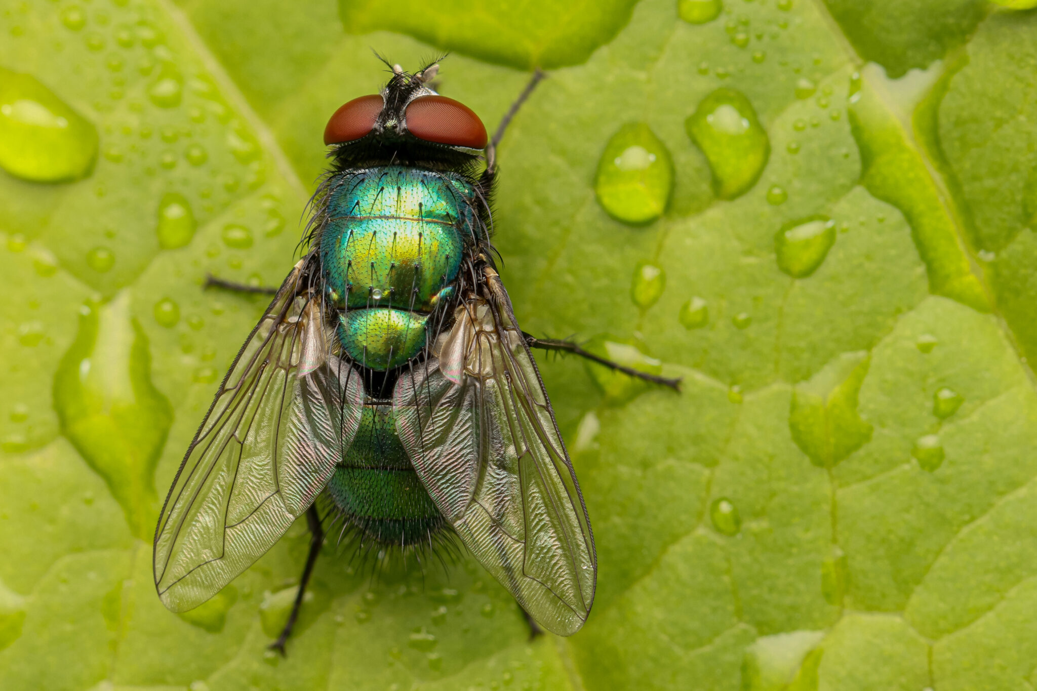 Strandkorn-Insekten-01