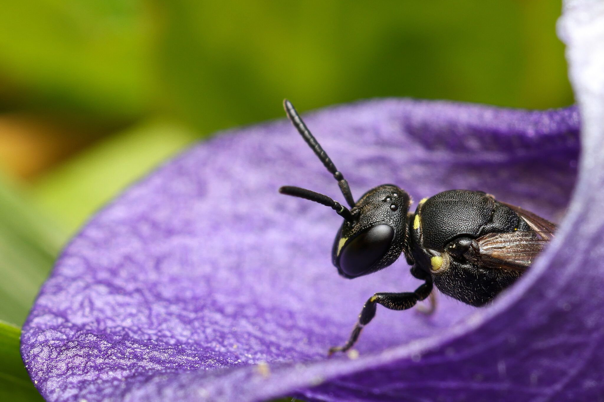 Strandkorn-Insekten-03