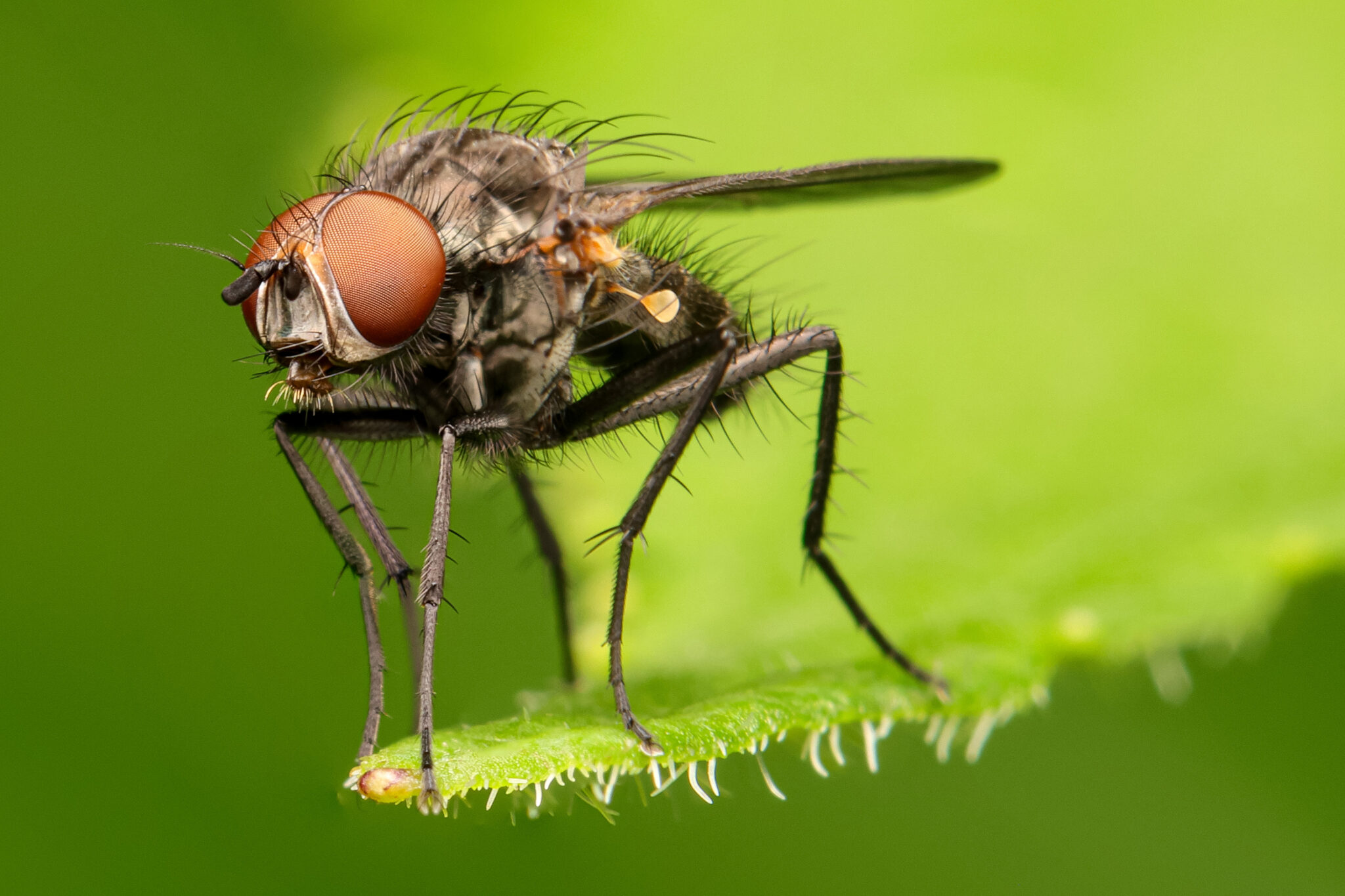 Strandkorn-Insekten-08