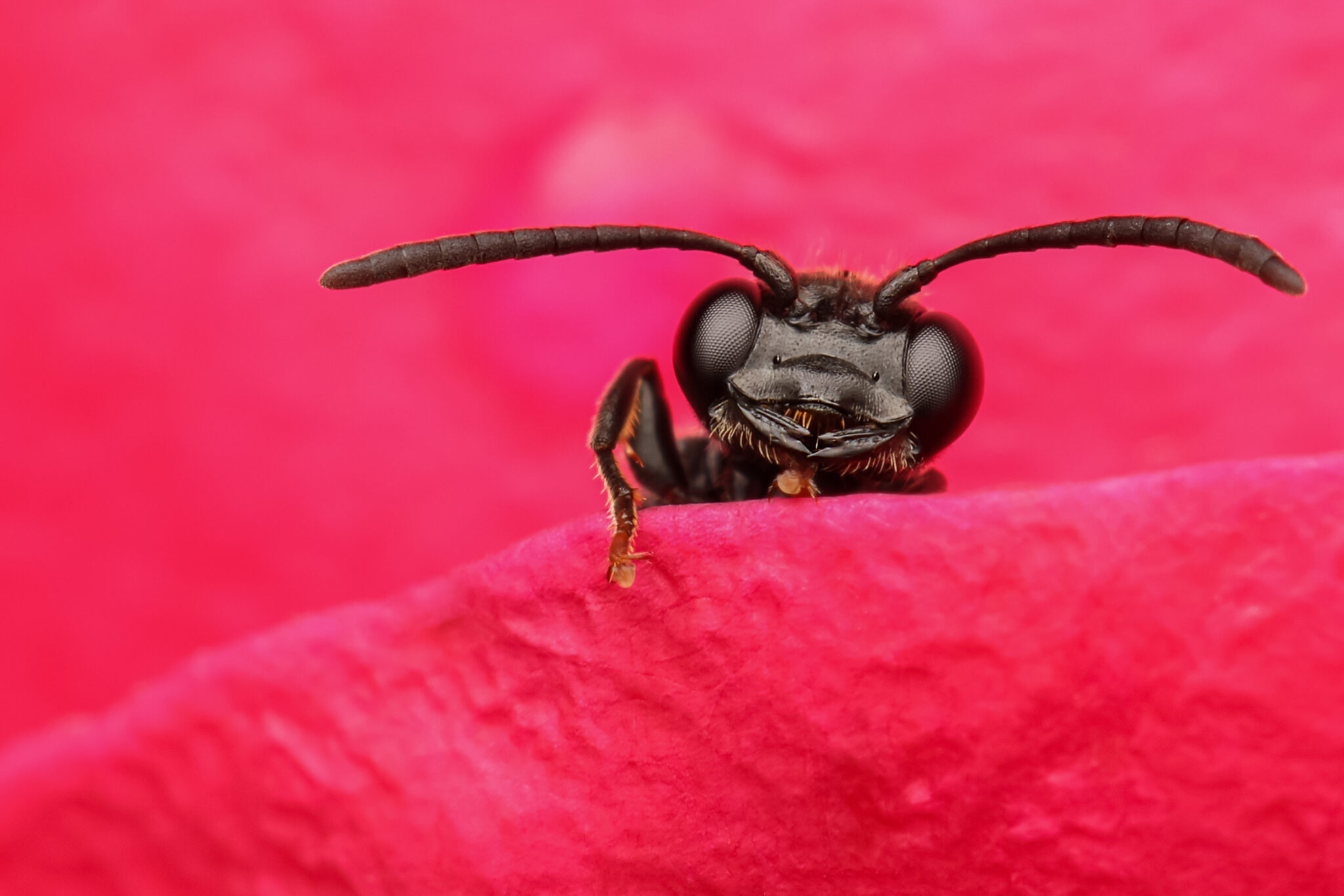 Strandkorn-Insekten-09