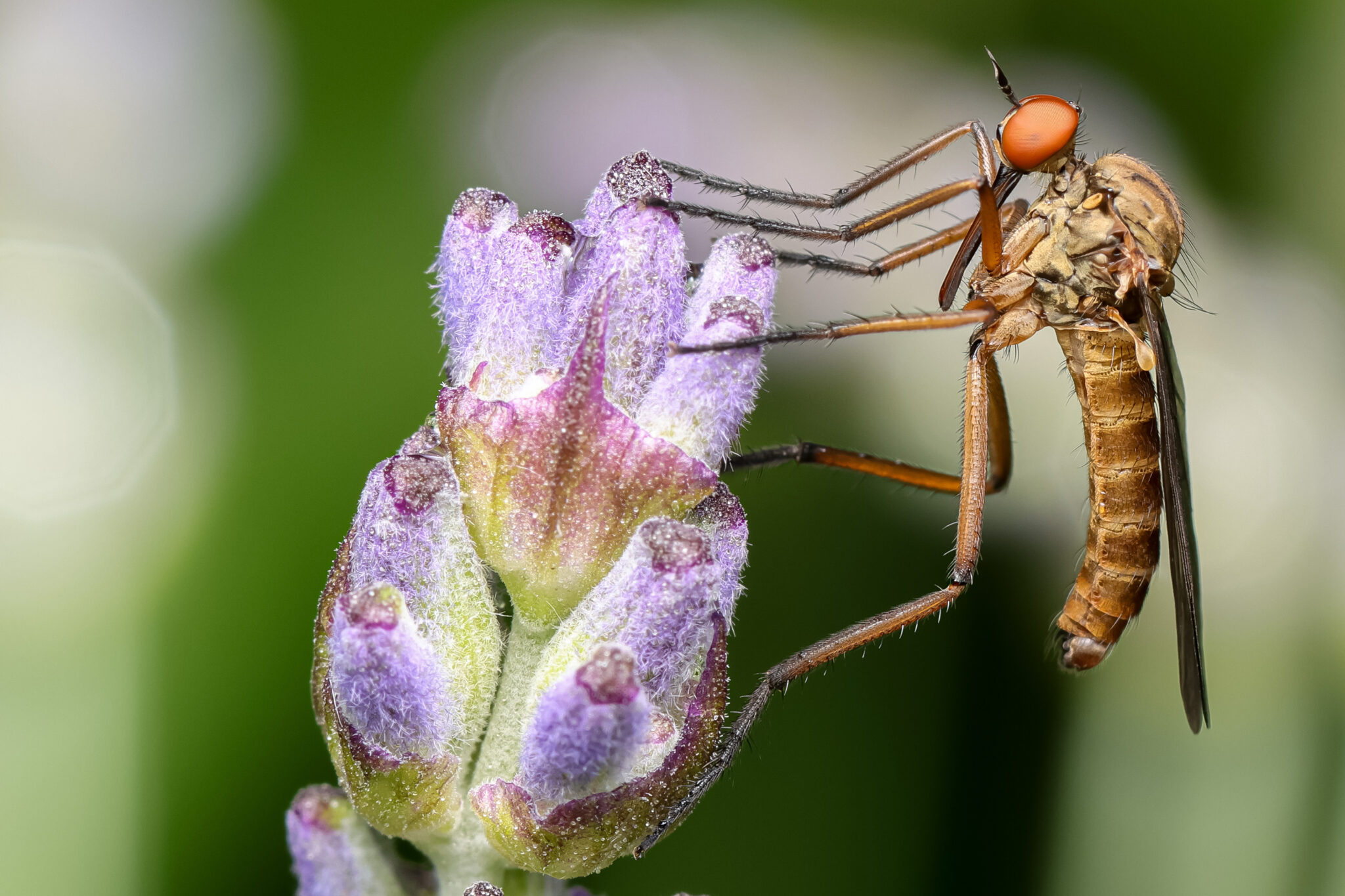 Strandkorn-Insekten-10