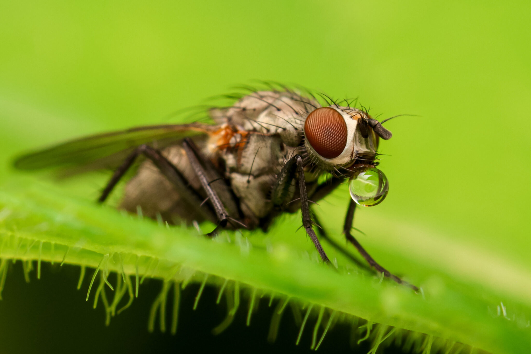 Strandkorn-Insekten-11