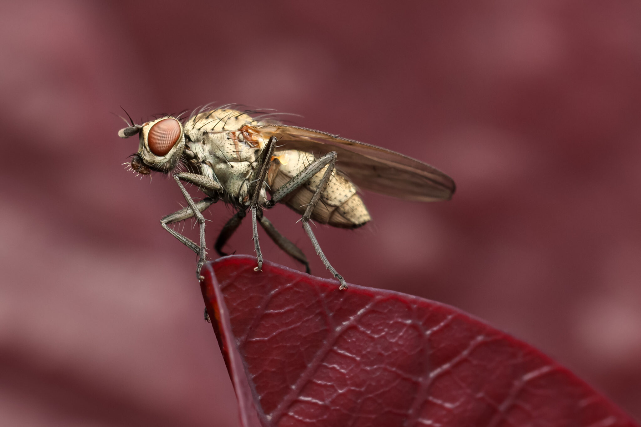 Strandkorn-Insekten-12