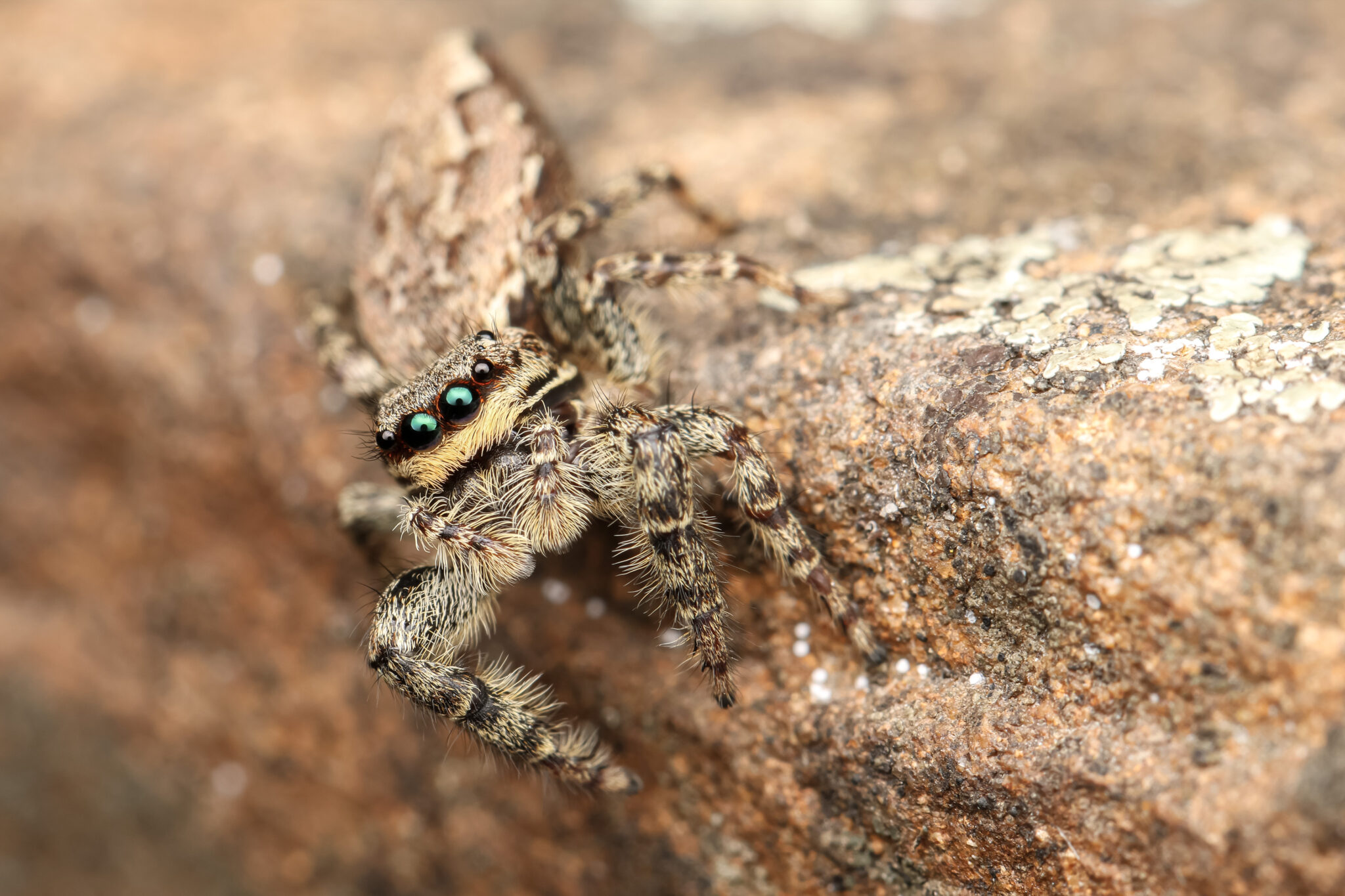 Strandkorn-Spinnen-02