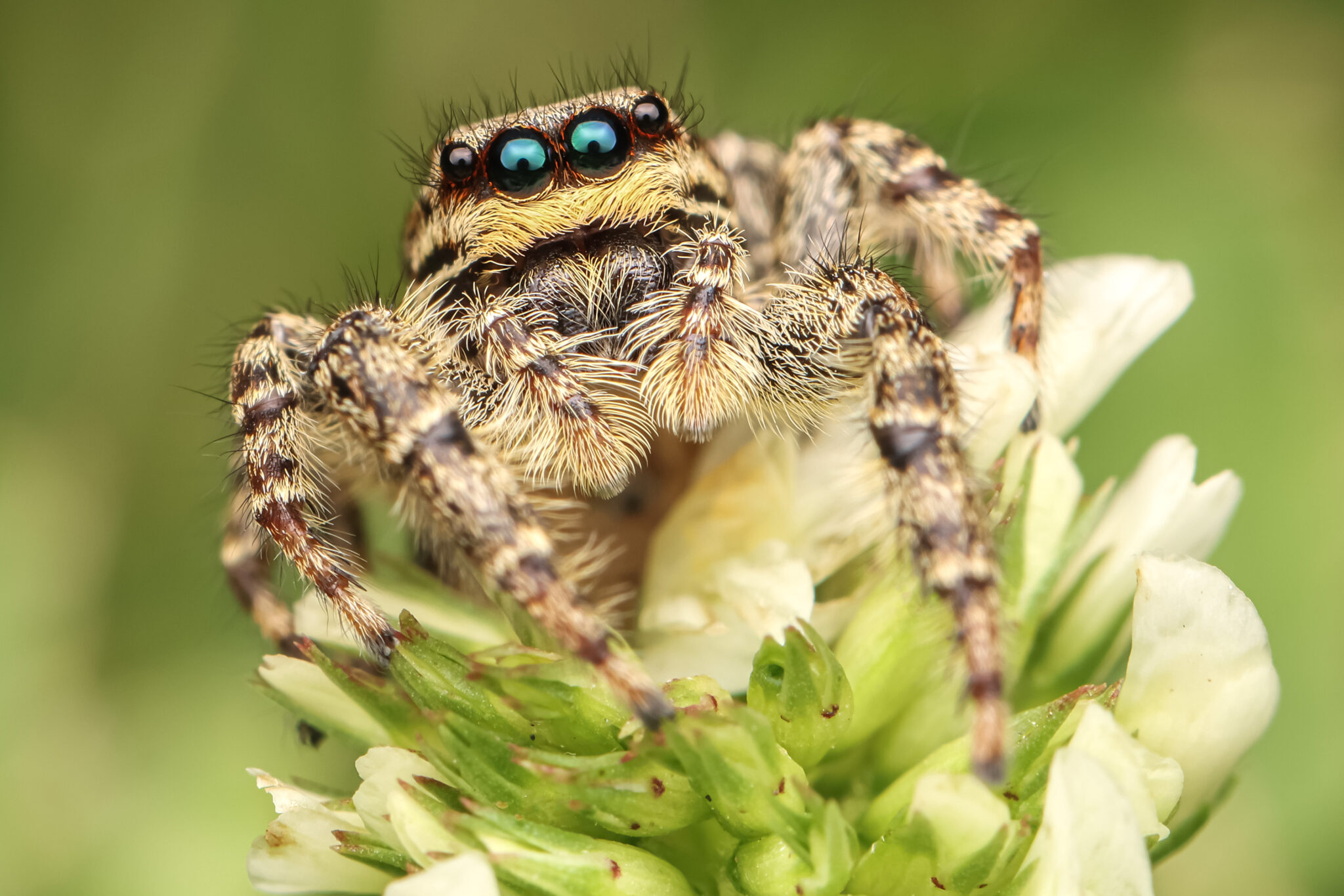 Strandkorn-Spinnen-03