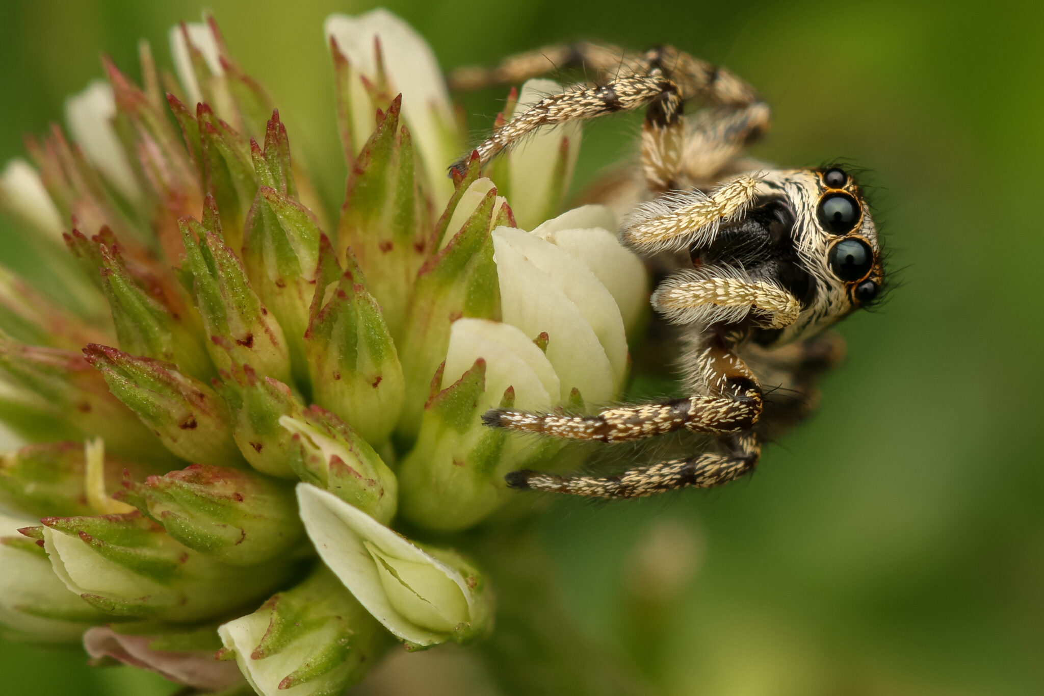 Strandkorn-Spinnen-04