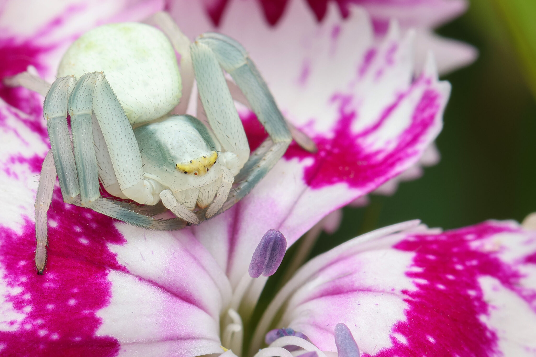 Strandkorn-Spinnen-06